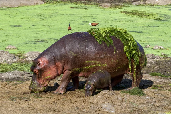 An hippo and her baby in the Kruger National Park South Africa-2 — Stock Photo, Image
