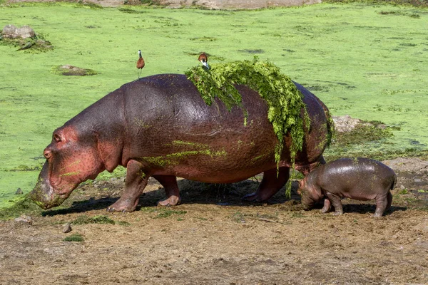 Un hipopótamo y su bebé en el Parque Nacional Kruger Sudáfrica-2 — Foto de Stock