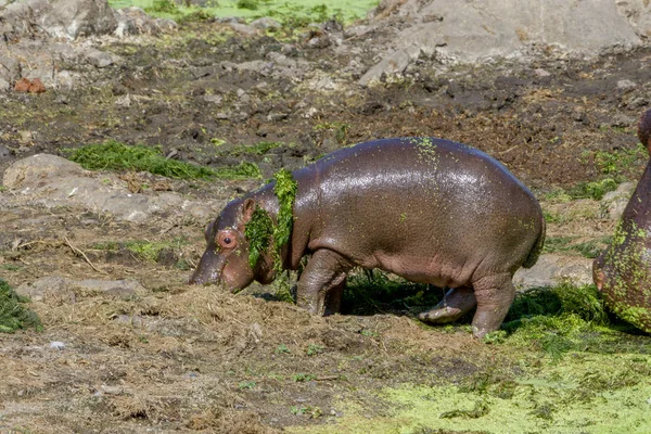Un hipopótamo en el Parque Nacional Kruger Sudáfrica — Foto de Stock