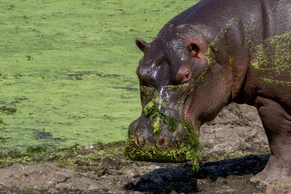 Um hipopótamo no Parque Nacional Kruger África do Sul — Fotografia de Stock