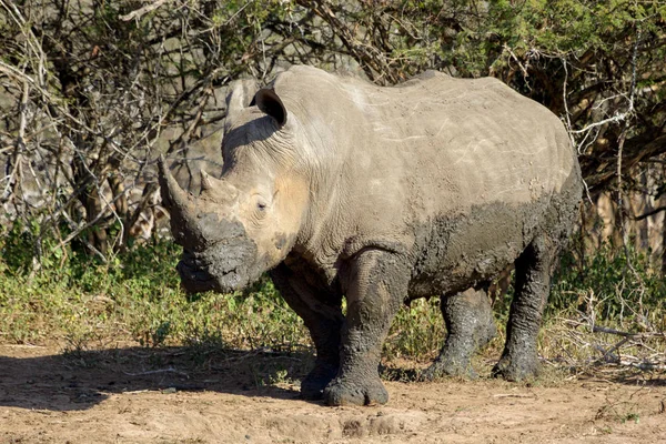 Dans le parc national Kruger Afrique du Sud — Photo