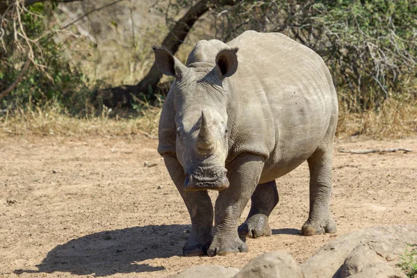 Dans le parc national Kruger Afrique du Sud — Photo