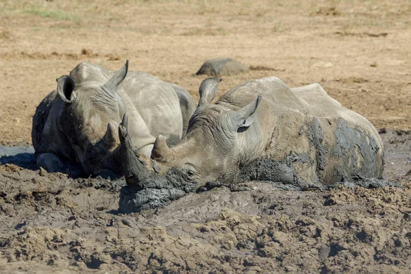 Rhinos en el Parque Nacional Kruger Sudáfrica jpg — Foto de Stock