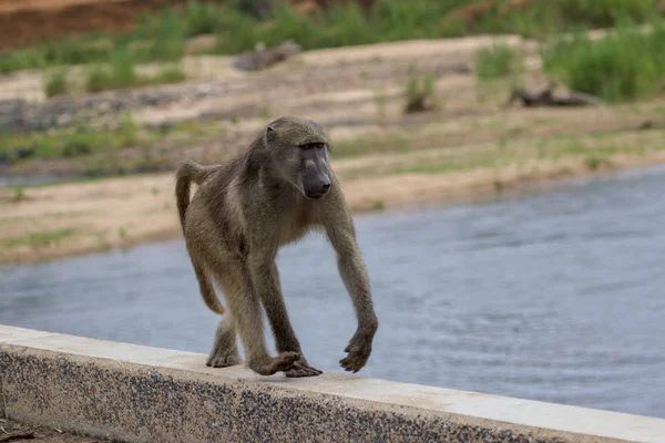 Un babuino en el Parque Nacional Kruger Sudáfrica —  Fotos de Stock