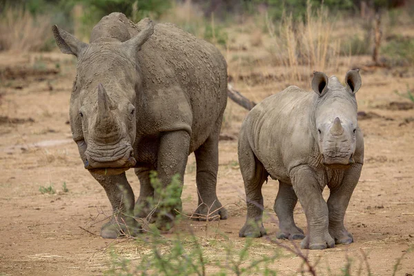 クルーガー国立公園南 Af 内の母親と赤ん坊のサイ — ストック写真