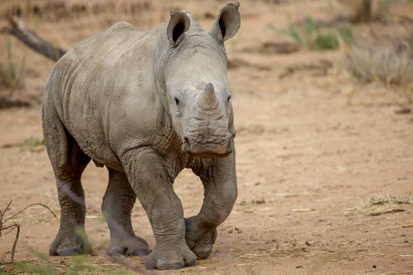 Un bébé rhinocéros dans le parc national Kruger Afrique du Sud — Photo
