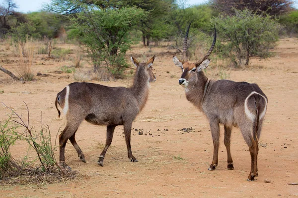 Kilka kob śniady w Parku Narodowego Kruger — Zdjęcie stockowe