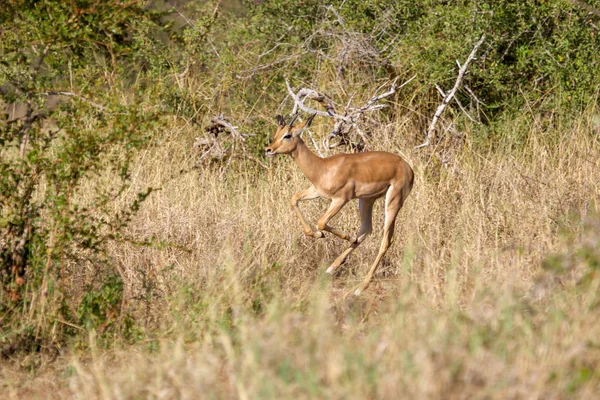 Taneční impala v Jižní Africe Krugerův národní Park — Stock fotografie