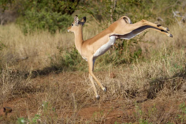 Un impala danzante nel Kruger National Park Sud Africa — Foto Stock