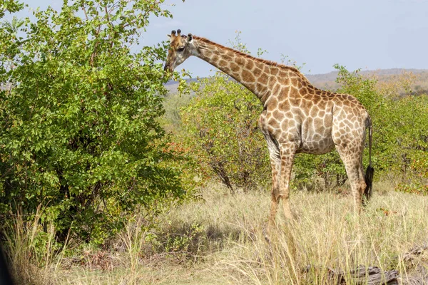 Uma girafa comendo uma árvore no Parque Nacional Kruger África do Sul — Fotografia de Stock