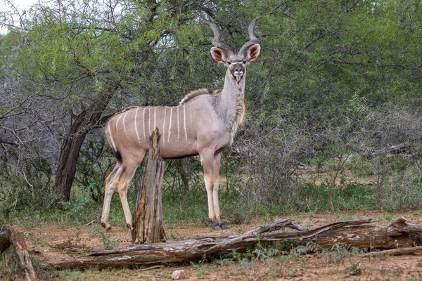 Un mayor kudu en el parque nacional Kruger Sudáfrica —  Fotos de Stock