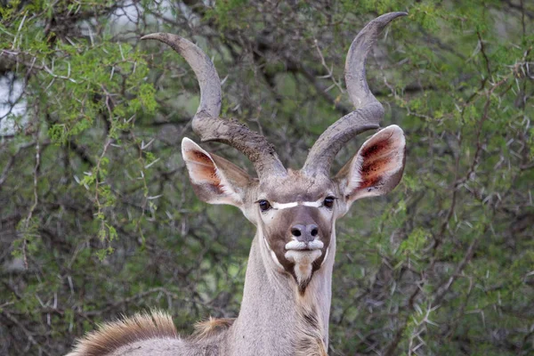 Більше, куди в Національний парк Крюгера Південно-Африканська Республіка — стокове фото