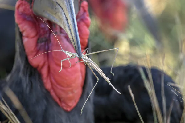 Een groung-neushoornvogel in het Kruger Nationaalpark Zuid-Afrika — Stockfoto