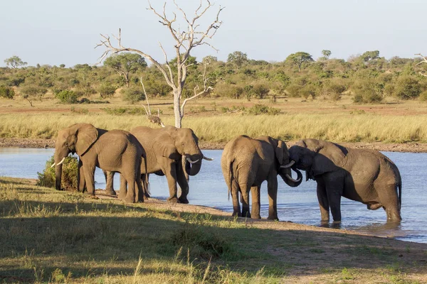 Uma manada de elefantes no Parque Nacional Kruger África do Sul — Fotografia de Stock