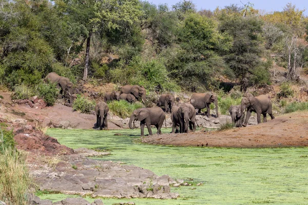 Stado słoni w Kruger National Park South Africa — Zdjęcie stockowe