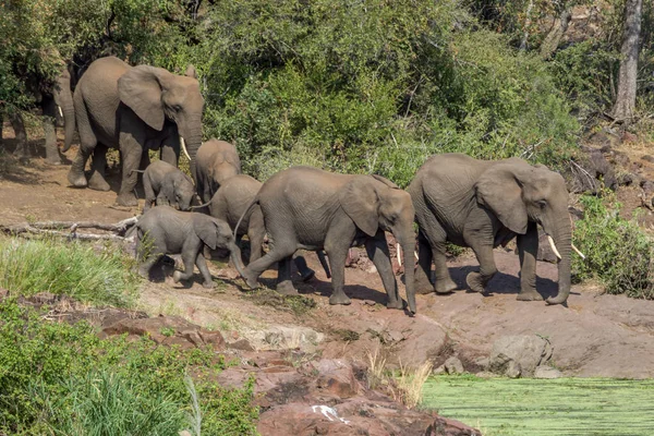 Una manada de elefantes en el Parque Nacional Kruger Sudáfrica — Foto de Stock