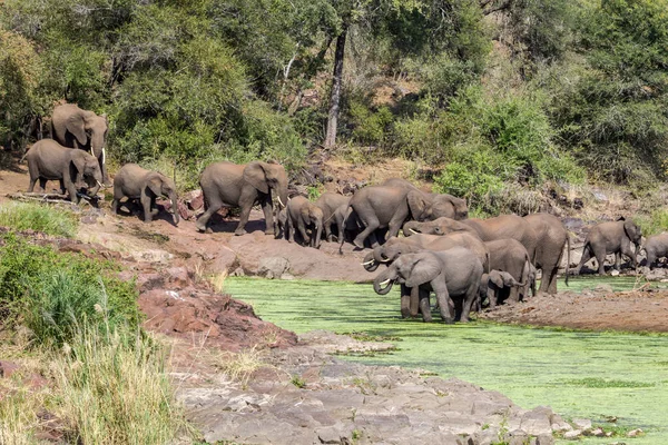 Una manada de elefantes en el Parque Nacional Kruger Sudáfrica — Foto de Stock