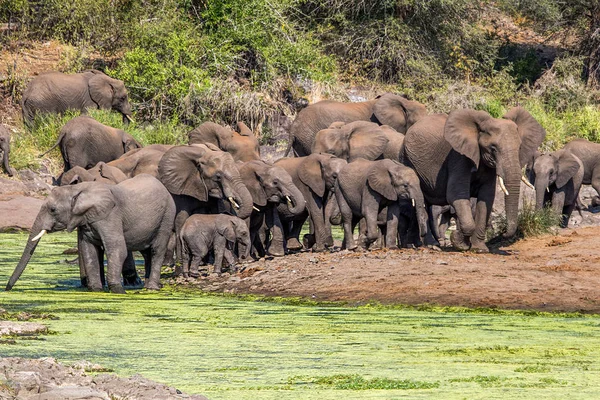 O turmă de elefanți în Parcul Național Kruger Africa de Sud — Fotografie, imagine de stoc