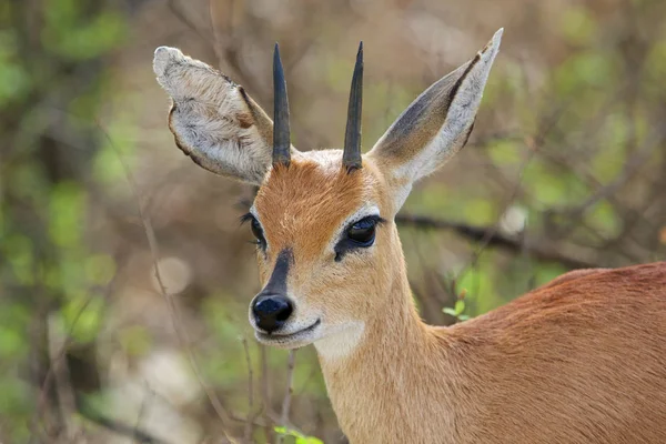 Un steenbok en el Parque Nacional Kruger Sudáfrica — Foto de Stock