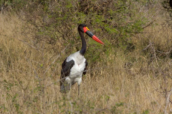 A saddle-billed stork in the Kruger national Park — Stock Photo, Image
