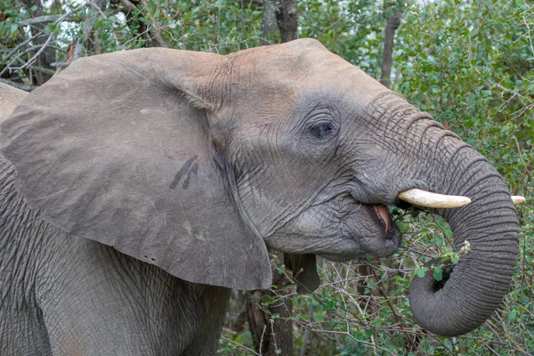 Um elefante no Parque Nacional Kruger África do Sul — Fotografia de Stock