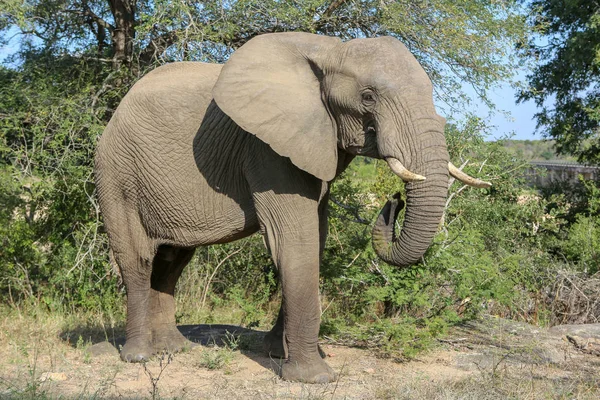 クルーガー国立公園、南アフリカで象 — ストック写真