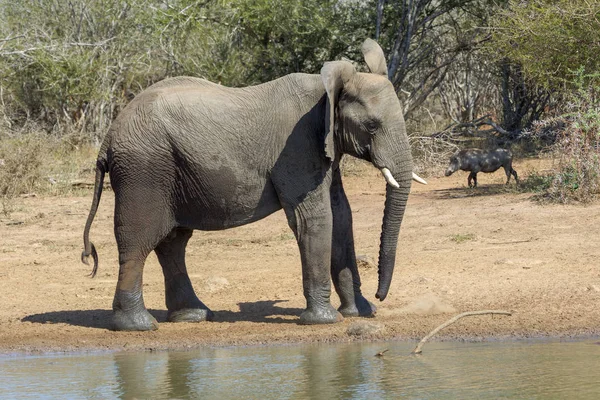 Un elefante en el Parque Nacional Kruger Sudáfrica — Foto de Stock