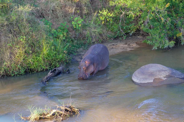 Hippo nehre Kruger ulusal Park Güney Africa.jpg — Stok fotoğraf