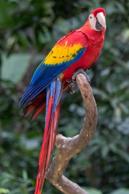 A scarlet macaw in Copan Honduras Central America clipart
