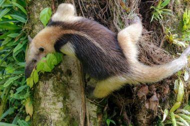 A tamandua in the Arenal National Park Costa Rica clipart