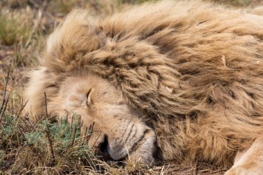 Güney Afrika'da Beyaz Aslan