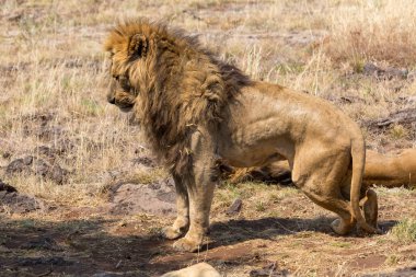 Güney Afrika'da Beyaz Aslan