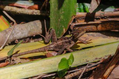 bir kadın İsa Mesih kertenkele Cahuita National Park Güney Afrika
