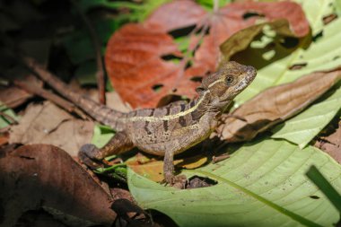 bir kadın İsa Mesih kertenkele Cahuita National Park Güney Afrika