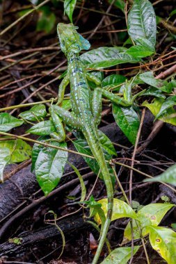 bir erkek İsa Mesih kertenkele Cahuita Milli Parkı Kosta Rika