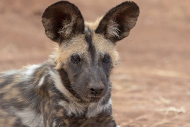 vahşi köpek Kruger National Park Güney Afrika için