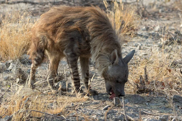 Een bruine hyena in Etosha Nationaal Park — Stockfoto