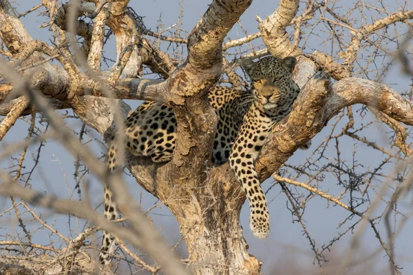 Un leopardo en el Parque Nacional Kruger Sudáfrica — Foto de Stock
