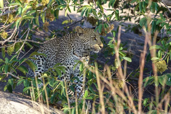 Um leopardo no Parque Nacional Kruger África do Sul — Fotografia de Stock