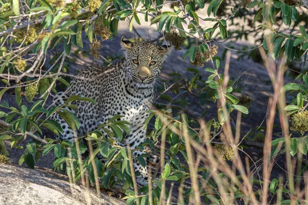 Een Luipaard in het Kruger Nationaalpark Zuid-Afrika — Stockfoto