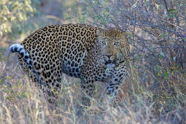 クルーガー国立公園、南アフリカのヒョウ — ストック写真