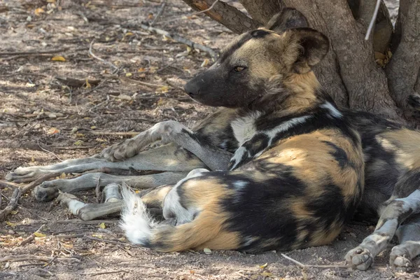 Una manada de perros salvajes en el Parque Nacional Kruger Sudáfrica — Foto de Stock