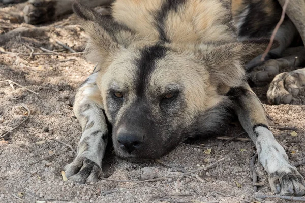 Una manada de perros salvajes en el Parque Nacional Kruger Sudáfrica — Foto de Stock