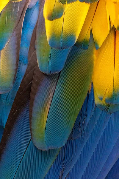 Алый ара в Копан-Гондурасе — стоковое фото