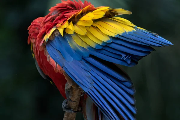 Ara papagáj-ban Copan Honduras Közép-Amerika — Stock Fotó