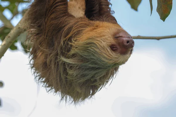 Bir tembel Cahuita Milli Parkı Kosta Rika