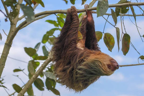 Un bradipo nel Parco Nazionale Cahuita Costa Rica — Foto Stock