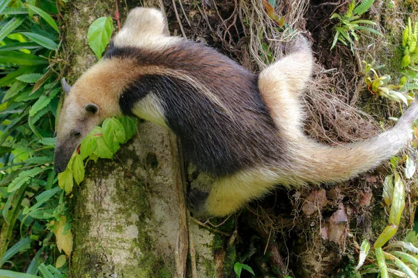 Bir tamandua içinde Arenal Milli Parkı Kosta Rika