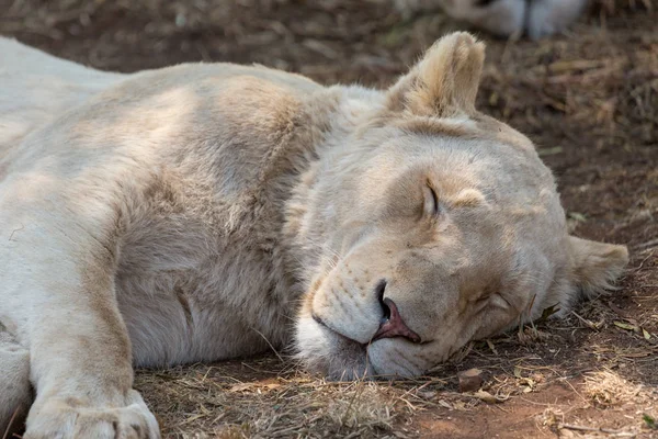 A white lion in South Africa — Stock Photo, Image