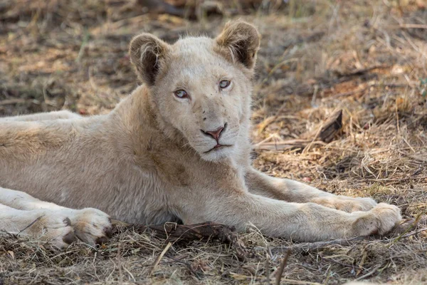 Un león blanco en Sudáfrica — Foto de Stock